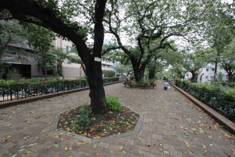 播磨坂桜並木１