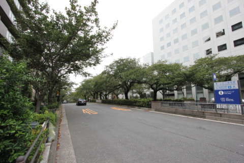 播磨坂桜並木２