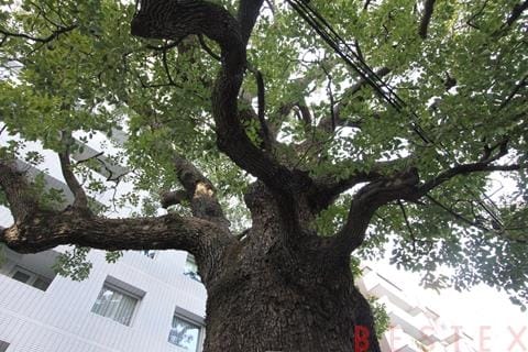 クスノキ