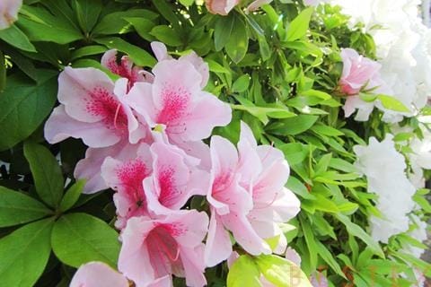 つつじの花