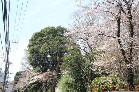 小石川植物園