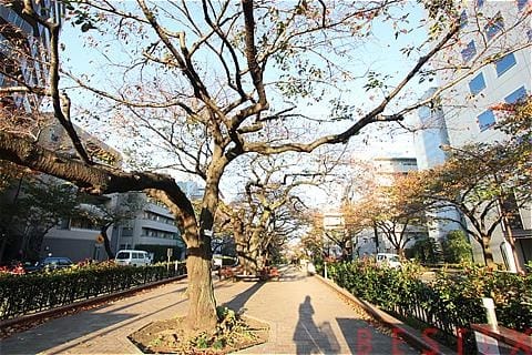 播磨坂さくら並木