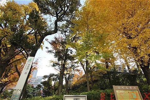 イチョウ