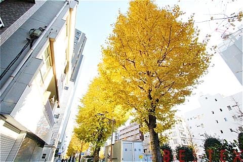 イチョウ